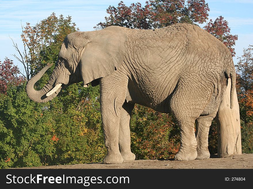 An African elephant with her trunk curled up