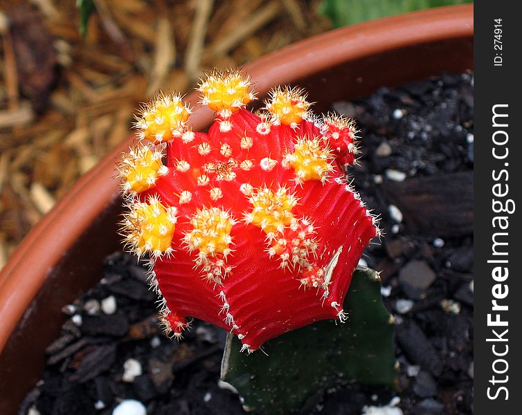 Ruby red moon cactus thrives. Ruby red moon cactus thrives