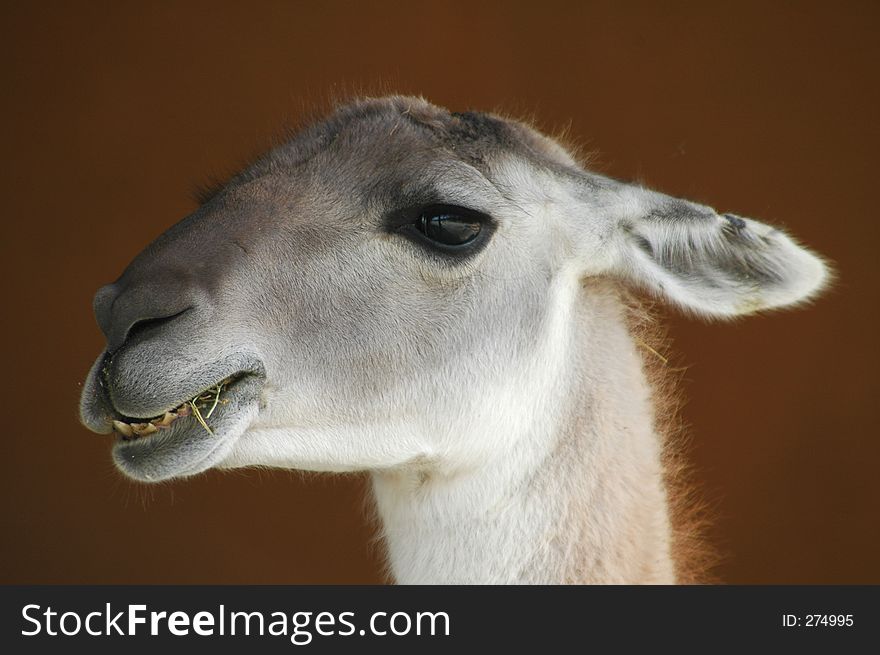 A closeup of a llama. A closeup of a llama
