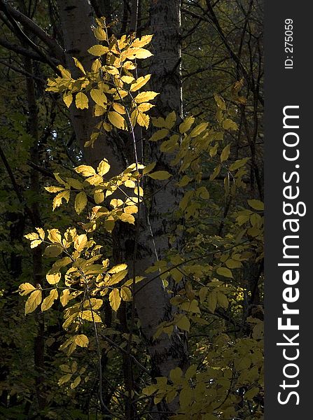 Yellow Ash leaves with backlight