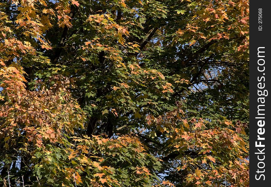 Autumn colored maple leaves
