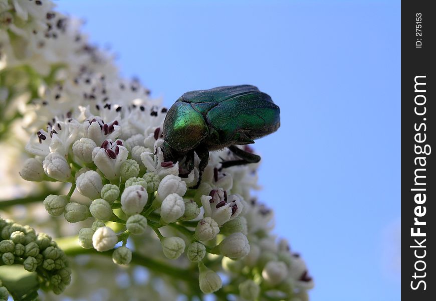 Green cockchafer beetle on a white flower. Green cockchafer beetle on a white flower.