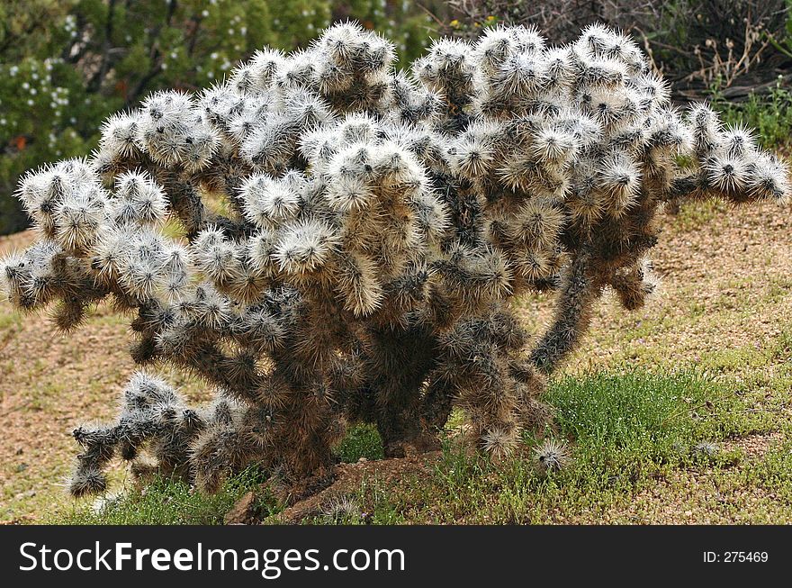 Prickley Beauty