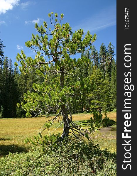 Young pine tree alone on mound in center of mountain meadow. Young pine tree alone on mound in center of mountain meadow