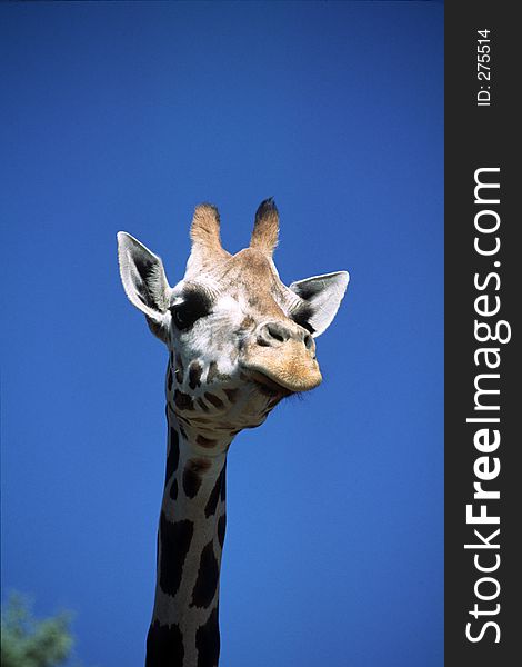 Female Baringo Giraffe (giraffa camelopardalis rothschildi) Hogle Zoo, Salt Lake City, Utah