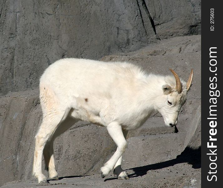 A Dall's sheep walking with its head down looking sad. A Dall's sheep walking with its head down looking sad