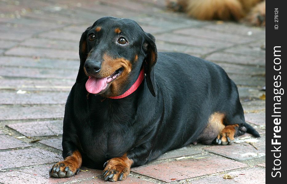 Portrait of a friendly Dachshund lying and posing on a bricked floor in a park.