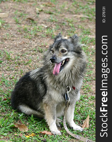 Small sized grey furred dog in a shaded area. Small sized grey furred dog in a shaded area