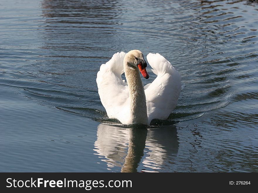 Mute Swan Posing