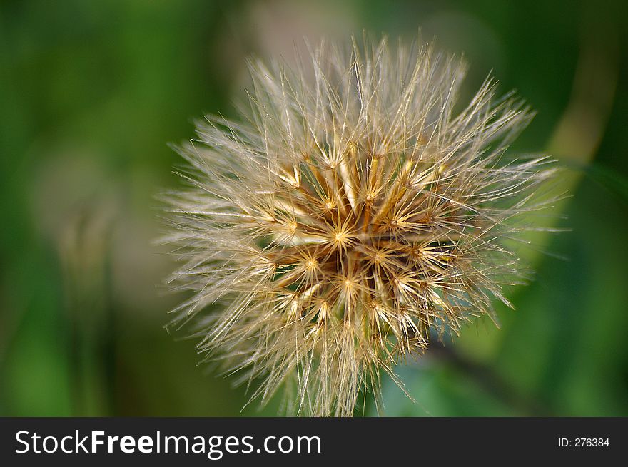 A lonely flower on a green background