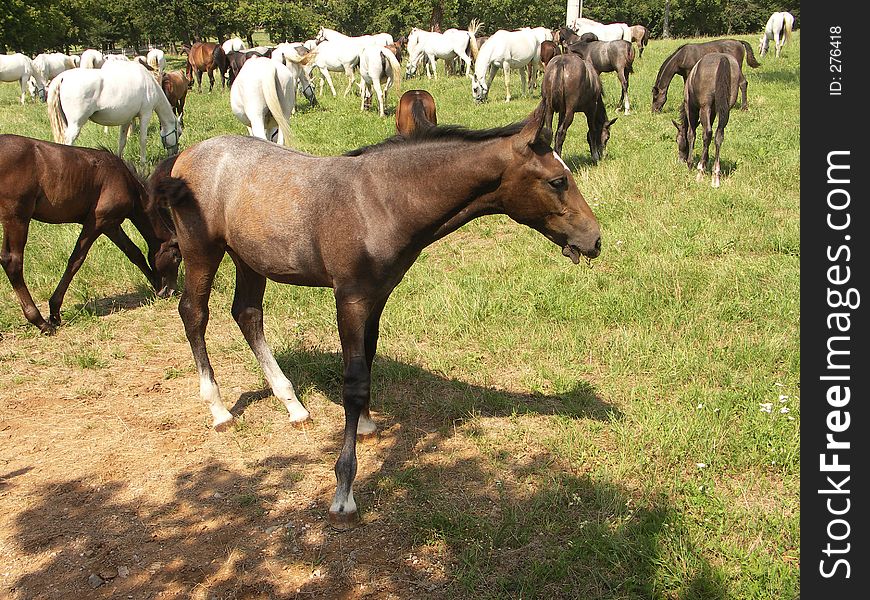 Baby horse on farm Lipice, Slovenia. Baby horse on farm Lipice, Slovenia