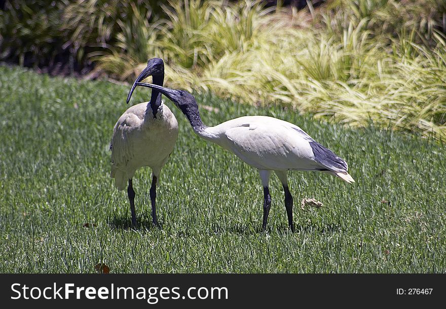 The younger Ibis is tapping the beak of the older Ibis hoping to be fed. The younger Ibis is tapping the beak of the older Ibis hoping to be fed