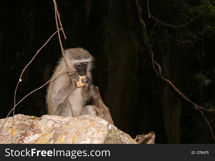Monkey eating chips. Monkey eating chips