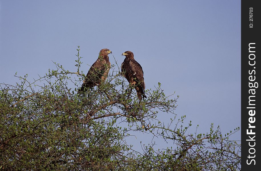 Birds