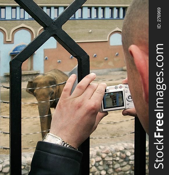 The person with enthusiasm photographing the elephant. The person with enthusiasm photographing the elephant