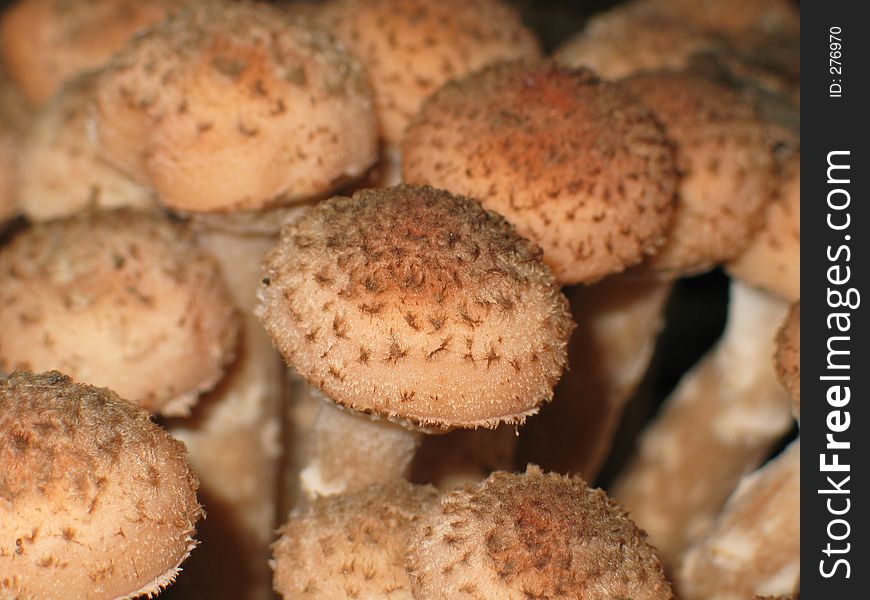 Bunch Of Honey Mushrooms
