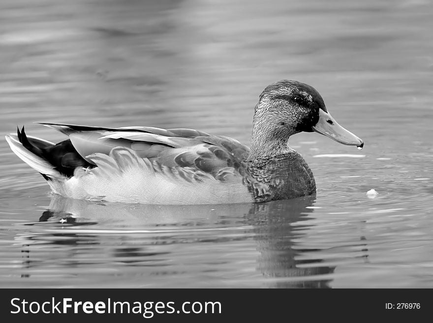 White and black mallard duck