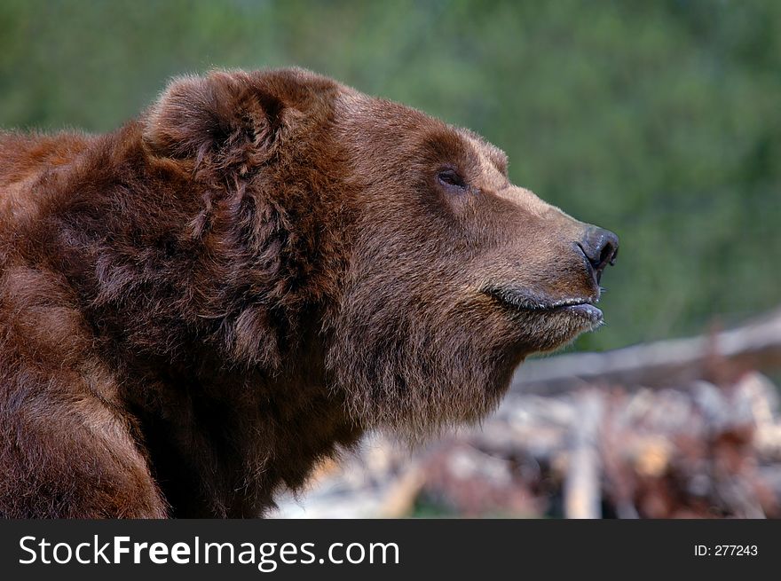 Grizzly Bear looking up with mouth closed. Grizzly Bear looking up with mouth closed