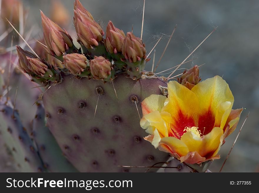 Close-up of a typical small cactus with a single yellow and red flower on it. Close-up of a typical small cactus with a single yellow and red flower on it.