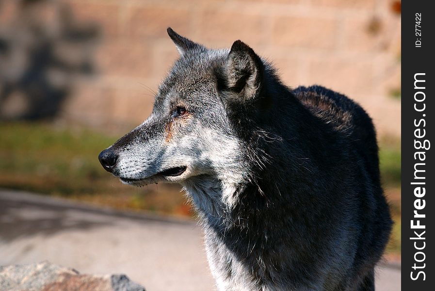 Dark Timber Wolf looking to left. Dark Timber Wolf looking to left