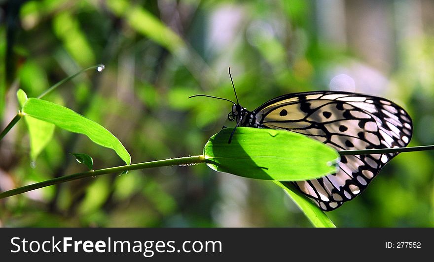 Butterfly on a leave twig