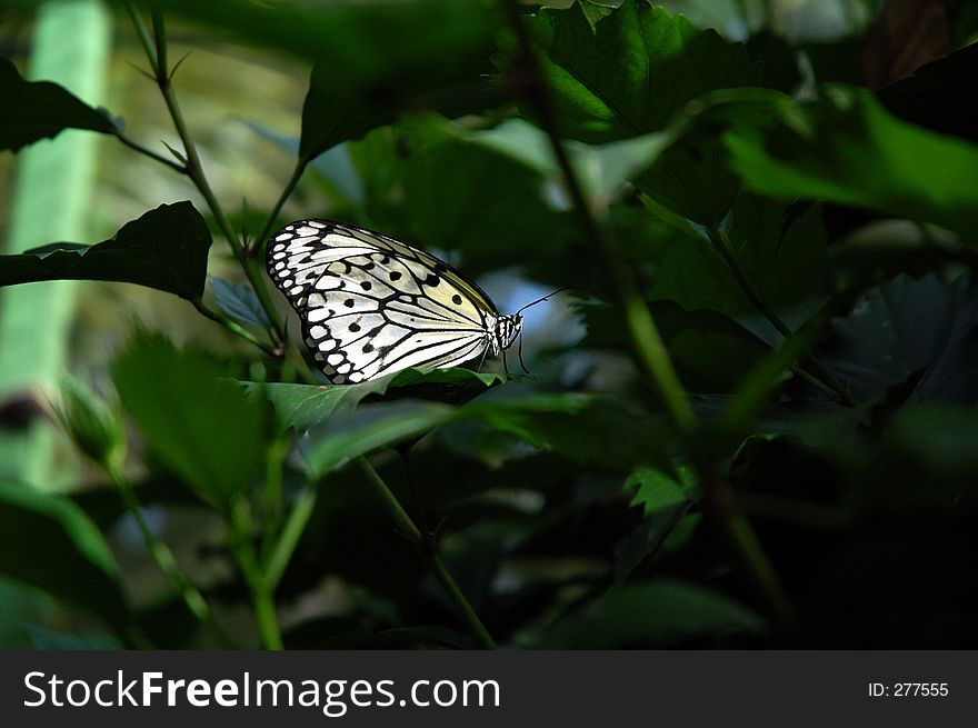 A black and white butterfly on top of a nicely lited leave
