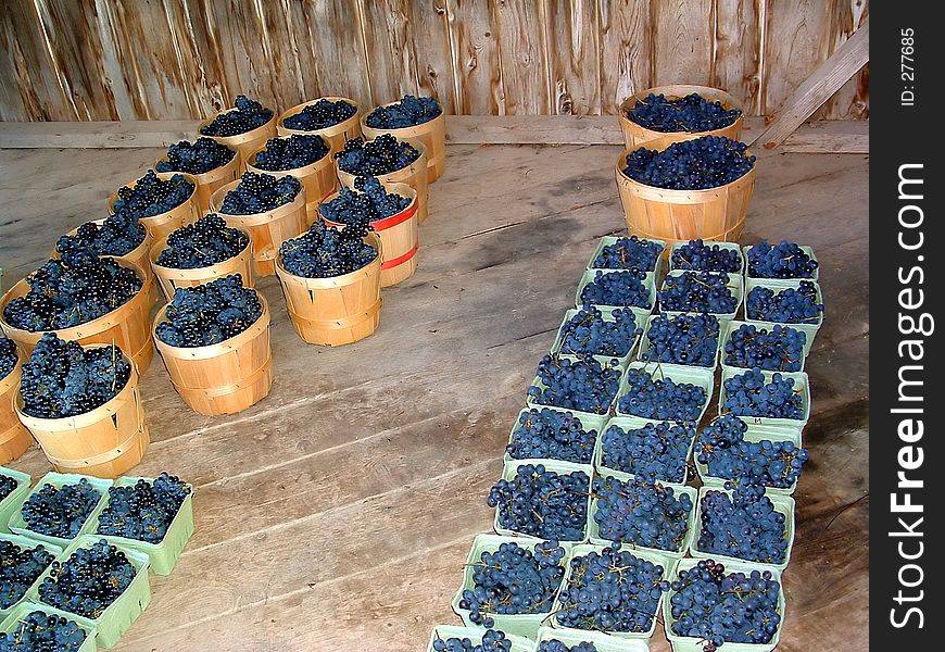 Boxes and Baskets of grapes in a shed. Boxes and Baskets of grapes in a shed