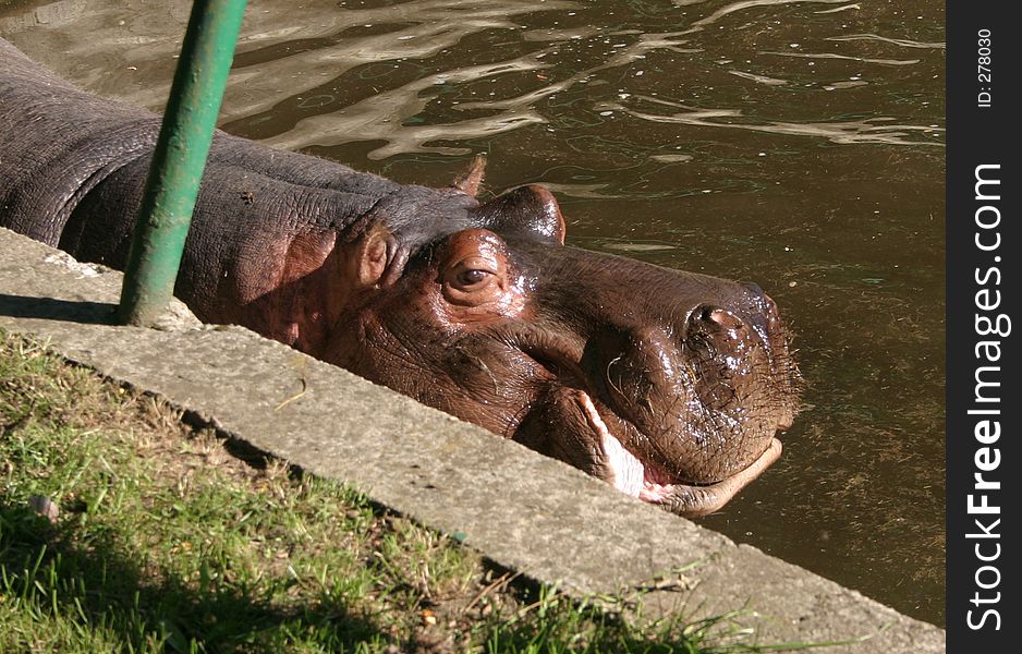 Hippo in zoo.