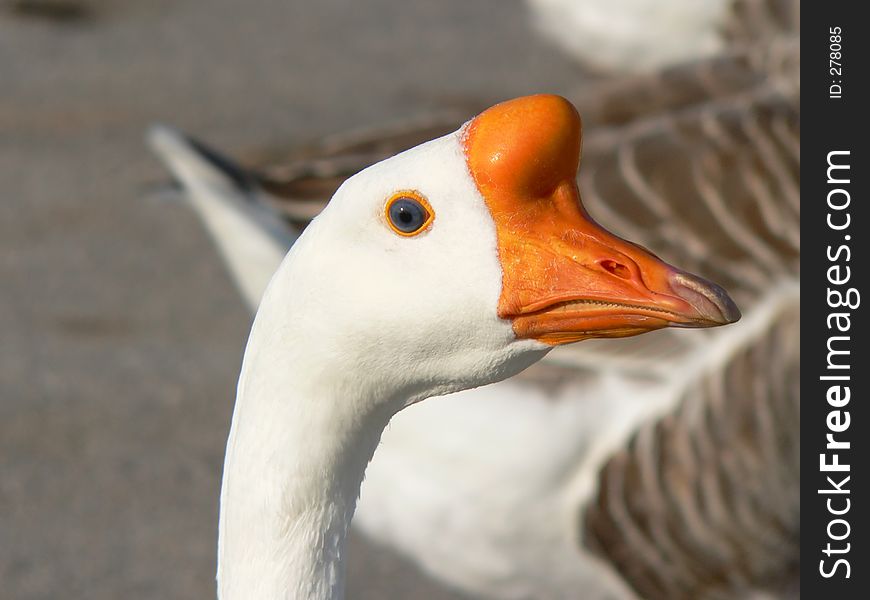 Close-up of Goose