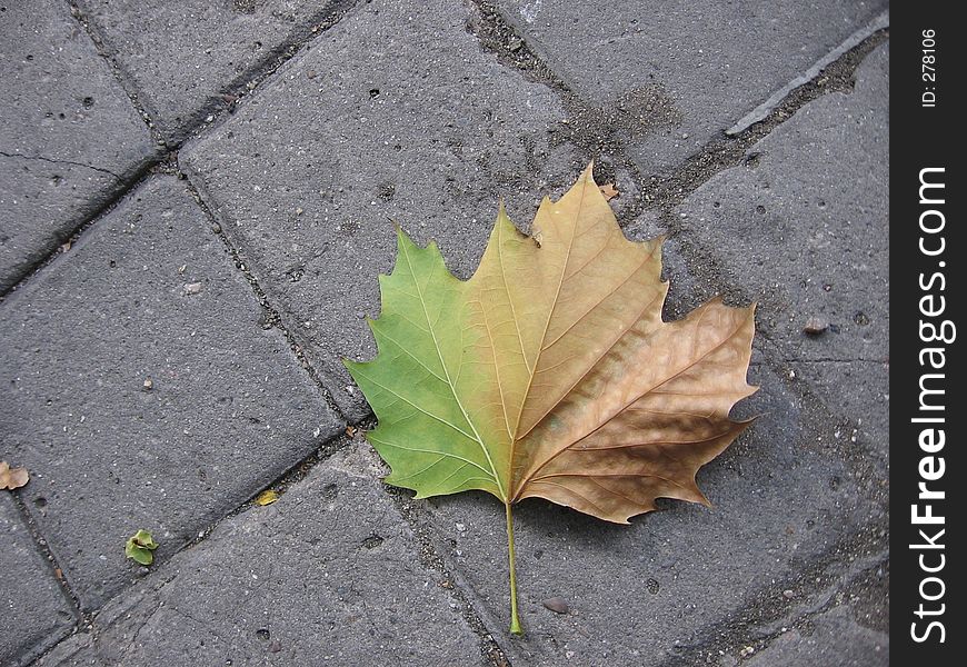 Multicolored fallen leaf on the sidewalk