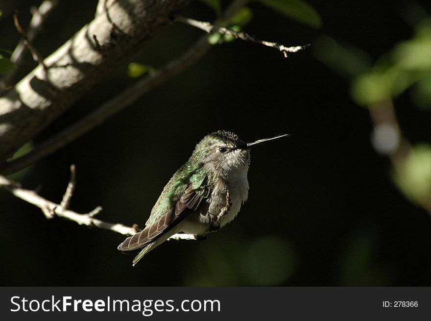 Perched hummingbird with captioning space