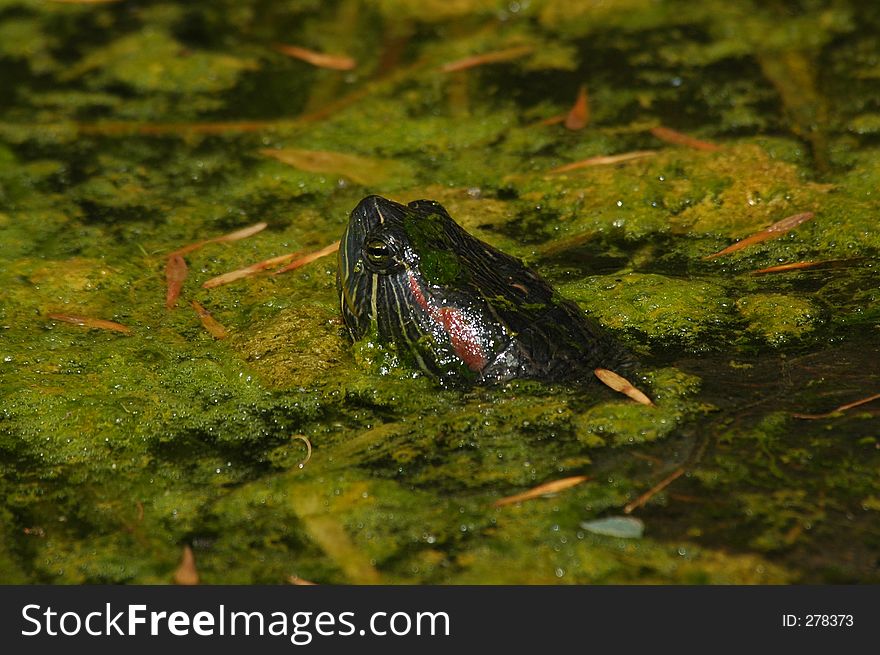 Turtle Peering From Slimy Pond