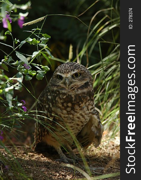 Burrowing owl looking at viewer