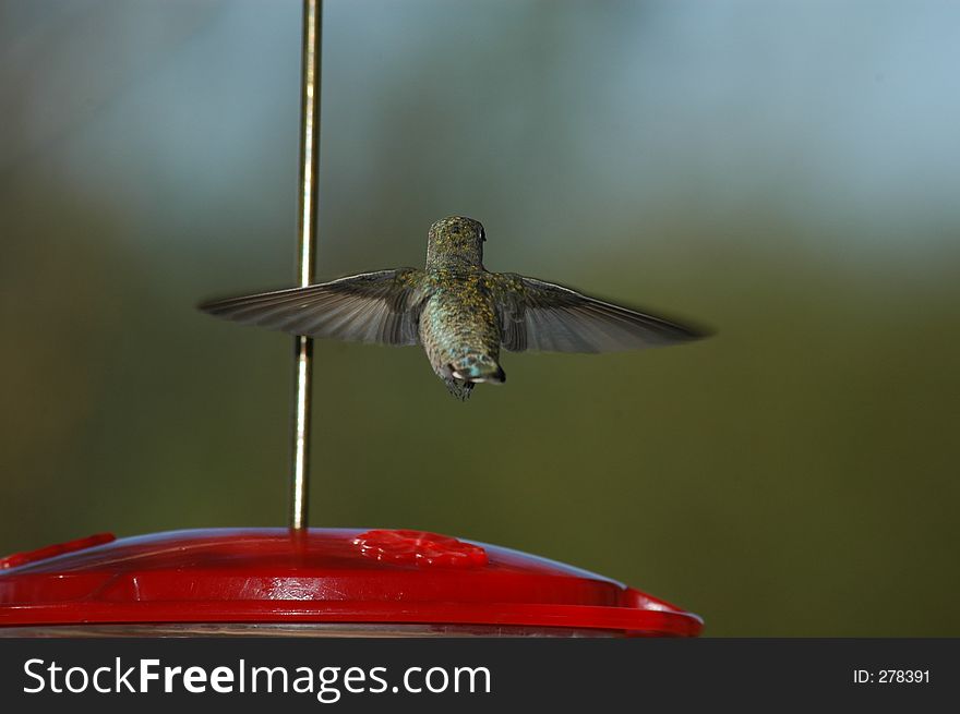Hovering hummingbird at feeder