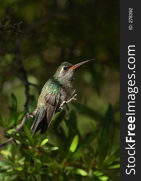 Perched hummingbird