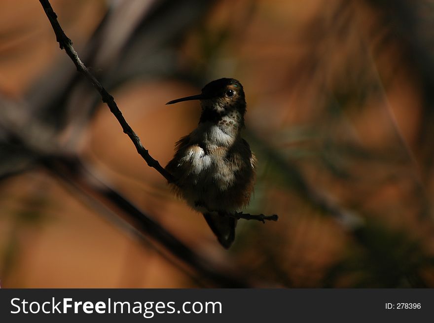 Perched Hummingbird in shadows. Perched Hummingbird in shadows