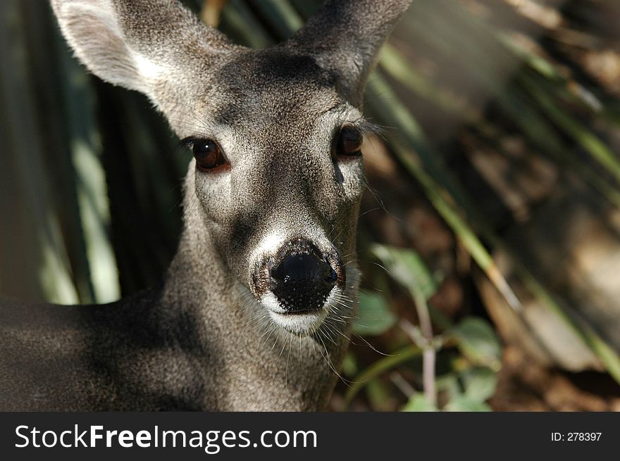 Deer looking at viewer from brush