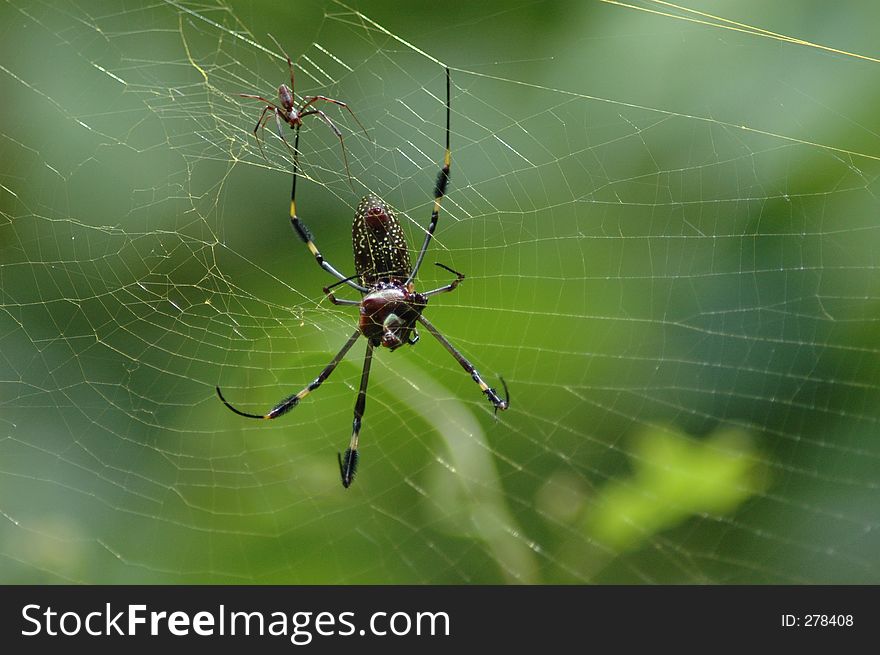 A male and female spider. A male and female spider