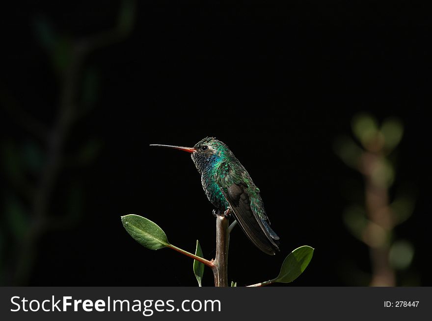 Perched hummingbird