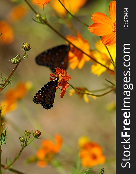 Butterflies and Poppies vertical presentation