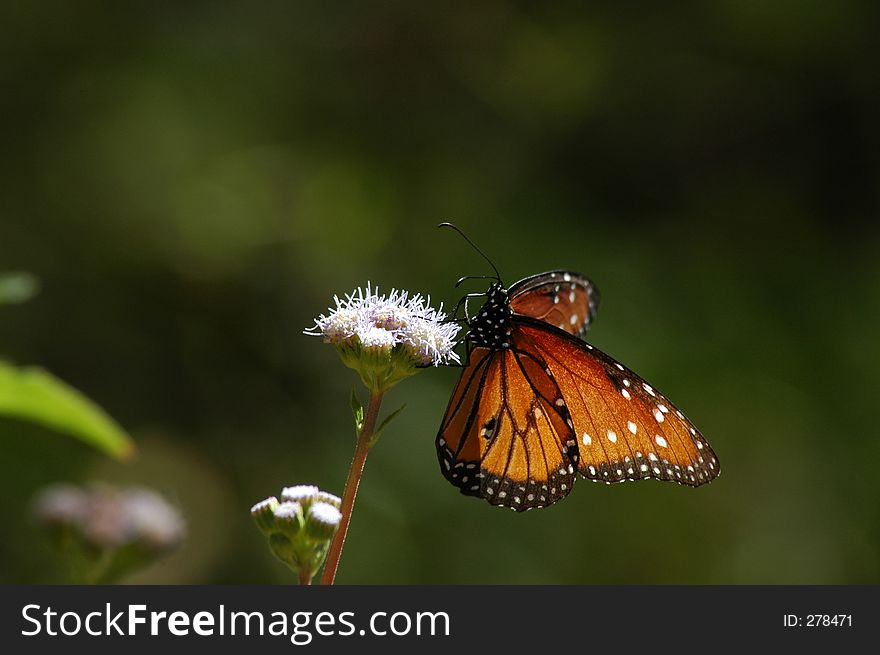 Butterfly Perched On Wild Flower Horizontal