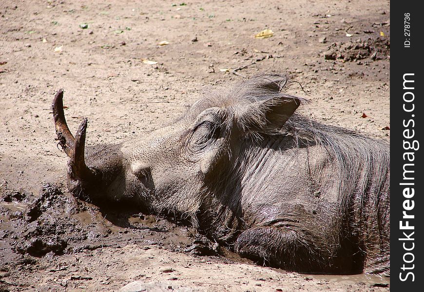 A Mud Happy Warthog