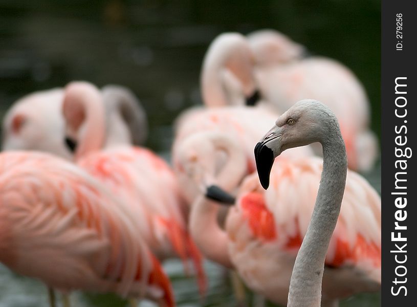 A group of flamingos. One in focus in the foreground, the rest are blurred.