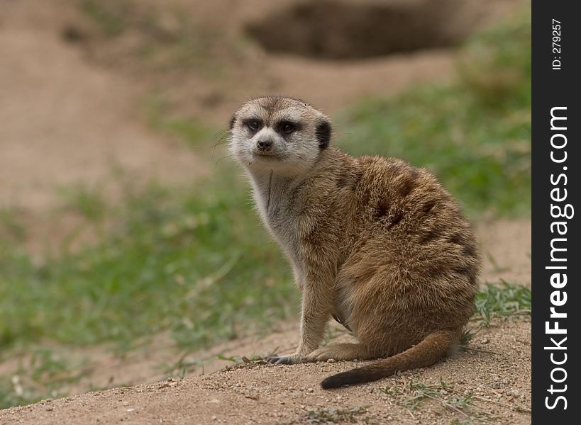 A curious meerkat examines the photographer.