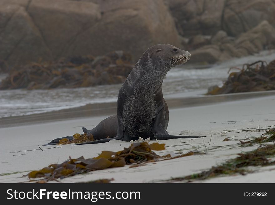 An old, one-eyed sea lion that was hanging out on the shores of Pebble Beach, CA. An old, one-eyed sea lion that was hanging out on the shores of Pebble Beach, CA.