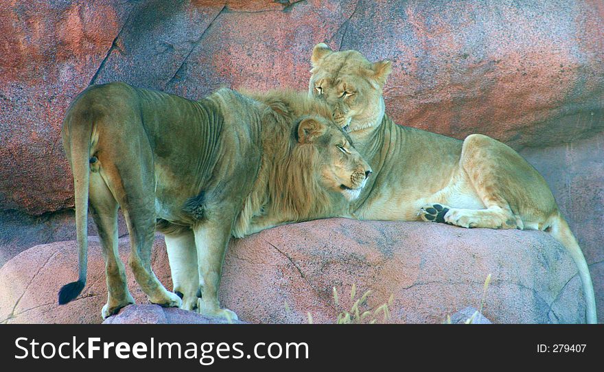 A male and a female lion snuggling. A male and a female lion snuggling