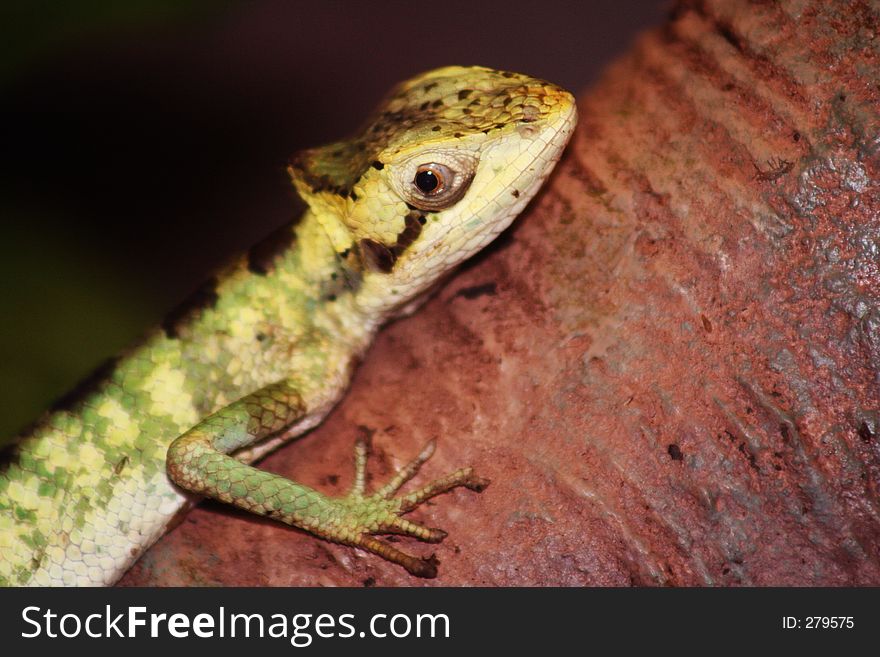 Casque Headed Iguana