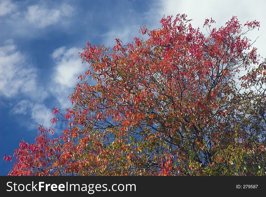 Autumn Tree against a Blue Sky. Autumn Tree against a Blue Sky