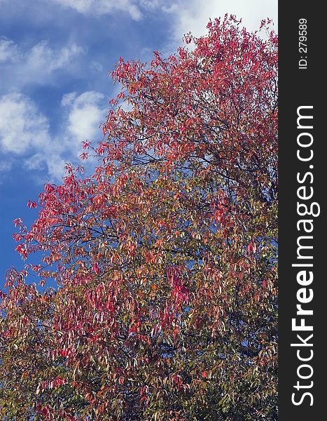 An Autumn tree against a bright blue sky. An Autumn tree against a bright blue sky