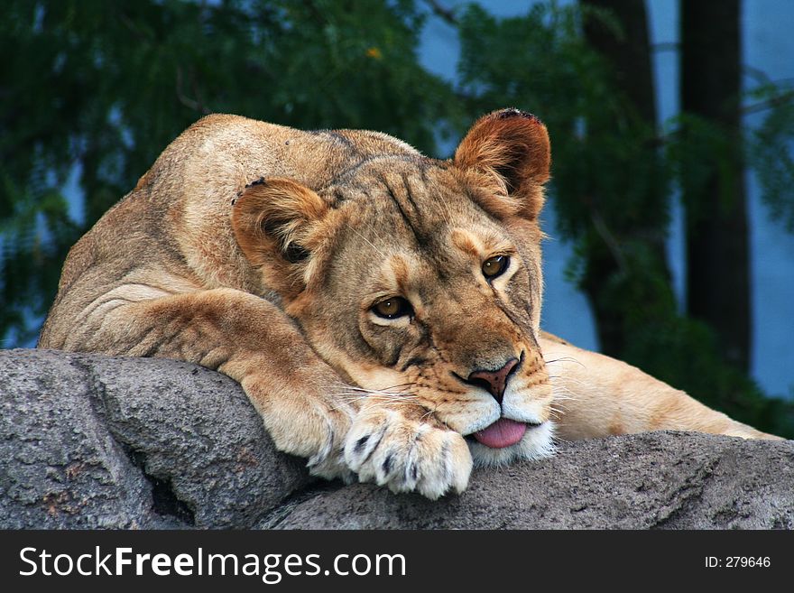 A sleepy lioness with her tongue lolling out. A sleepy lioness with her tongue lolling out.